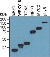 result-of-synthesizing-flag-fusion-protein result-of-synthesizing-flag-fusion-protein