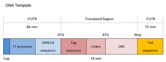 Structure of N-terminal Tag structure-of-n-terminal-tag