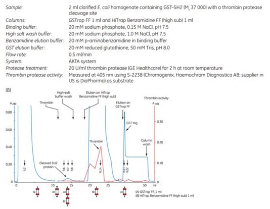 Puriﬁcation of GST-SH2 GST-tagged protein