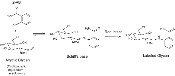 Labeling of carbohydrates with 2-AB Labeling of carbohydrates with 2-AB