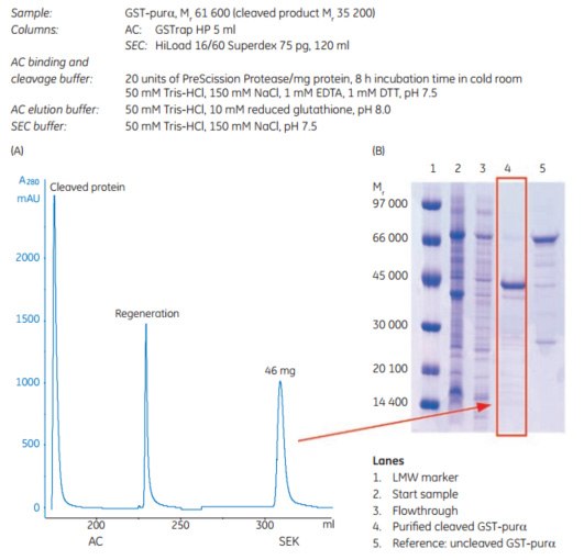 Two-step protocol for automatic GST-tagged protein cleavage