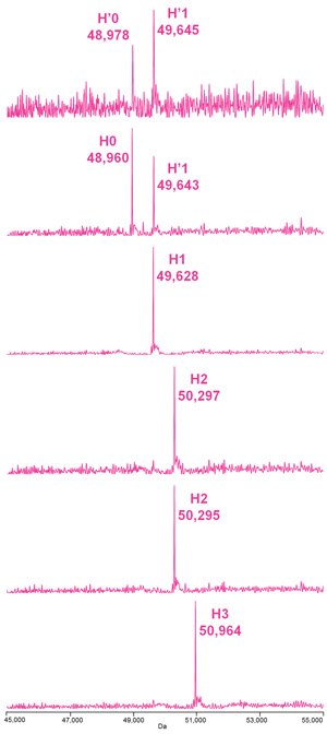 Deconvoluted mass spectra of the heavy chain species of the deglycosylated, reduced ADC Mimic shown in Figure 2 (A.), where H = heavy chain; H’ = oxidized heavy chain and the number represents the number of conjugations observed. Deconvoluted mass spectra of the heavy chain species of the deglycosylated, reduced ADC Mimic