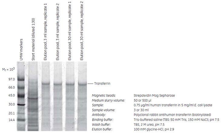 SDS-PAGE (reducing conditions) stained with Deep Purple Total Protein Stain. The purity and recovery obtained were equally high when the scale of purification was increased 10-fold. Quantitation of the eluted transferrin was performed using standard curves with known amounts of transferrin (data not shown). SDS-PAGE (reducing conditions) stained with Deep Purple Total Protein Stain