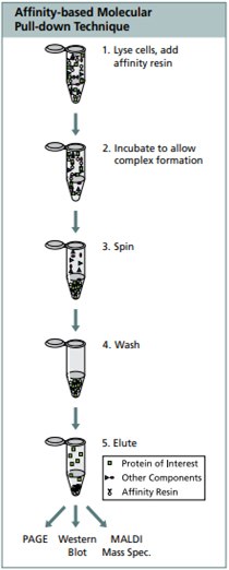 molecular pull down technique molecular pull down technique