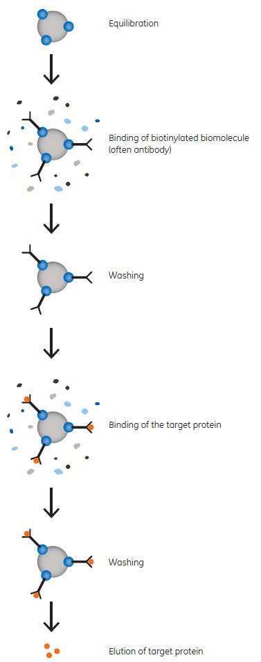 Principle of Immunoprecipitation Principle of Immunoprecipitation