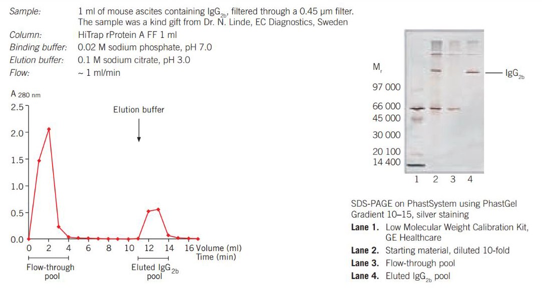 Purifcation of mouse IgG2b from ascites on HiTrap<sup>®</sup> rProtein A FF 1 mL column using a syringe. Purifcation of mouse IgG2b from ascites on HiTrap rProtein A FF 1 mL column using a syringe.