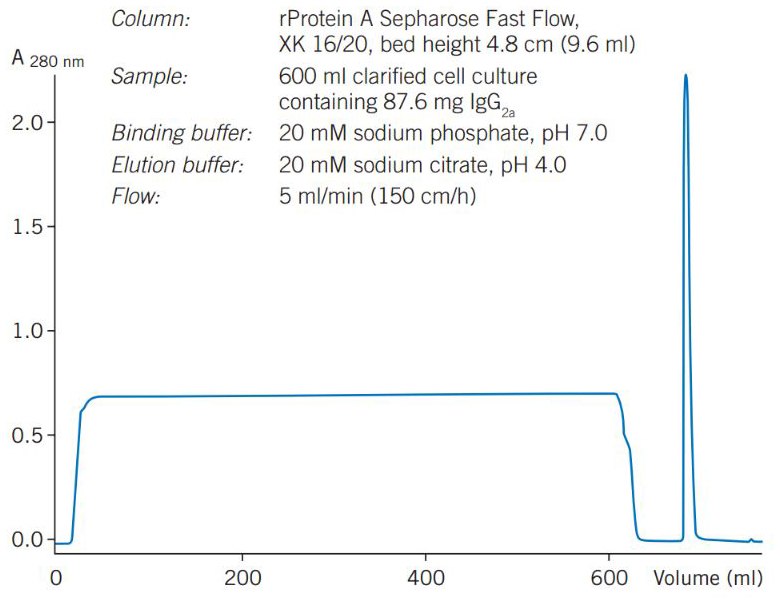 Purification of a monoclonal IgG2a from clarified cell culture on rProtein A Sepharose 4 Fast Flow. Purification of a monoclonal IgG2a from clarified cell culture on rProtein A Sepharose 4 Fast Flow.