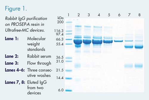 SDS-PAGE analysis for rabbit IgG purified using an Ultrafree®-MC centrifugal device