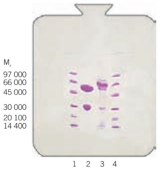 SDS-PAGE of starting material (lane 2) and eluate (lane 3). The samples were concentrated 10 times and reduced. Lane 1 and 4 are LMW markers. PhastSystem, PhastGel Gradient 10–15. SDS-PAGE of starting material (lane 2) and eluate (lane 3). The samples were concentrated 10 times and reduced. Lane 1 and 4 are LMW markers. PhastSystem, PhastGel Gradient 10–15.