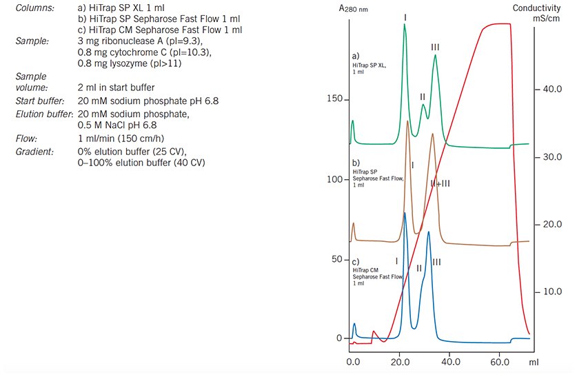 Media scouting: separation of ribonuclease A (I), cytochrome C (II) and lysozyme (III) on HiTrap CM Sepharose Fast Flow 1 mL, HiTrap SP Sepharose Fast Flow 1 mL and HiTrap SP XL 1 mL. Media scouting: separation of ribonuclease A
