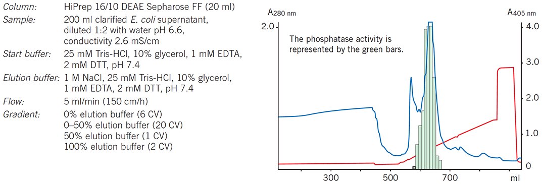 A HiPrep 16/10 DEAE Sepharose Fast Flow column is used as the capture step to concentrate rPhosphatase and remove most of the contaminants. A HiPrep 16/10 DEAE Sepharose Fast Flow column is used as the capture step to concentrate rPhosphatase and remove most of the contaminants
