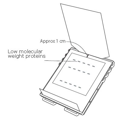 Place blocked membrane 1 cm from the stage edge with low molecular weight proteins towards the loading port