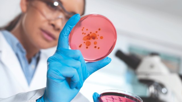 <p>Guidance to ISO 11133 Compliance: Water Sourcing for Microbiology Culture Media</p>
Scientist holding petri dish