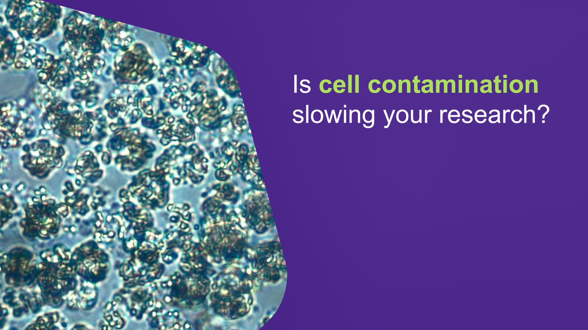 Preventing Cell Culture Contamination Preventing Cell Culture Contamination