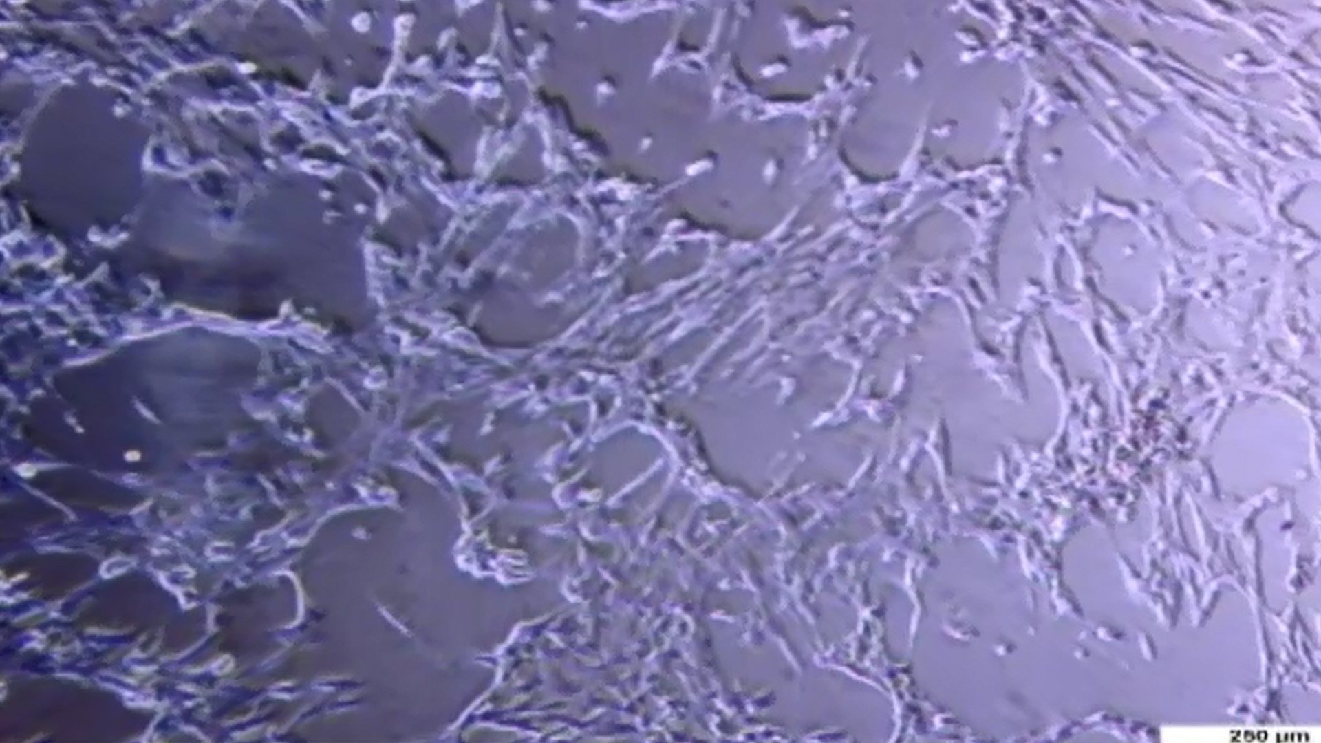 A Guide to Successful Cell Culture A Guide to Successful Cell Culture