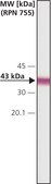 Monoclonal Anti-Connexin-43 antibody produced in mouse clone CXN-6, ascites fluid
