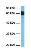 Anti-LCP1 (ab2) antibody produced in rabbit affinity isolated antibody
