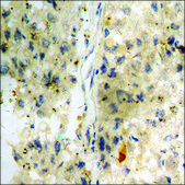 Anti-phospho-Trk C (pTyr516) antibody produced in rabbit affinity isolated antibody