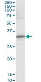 Monoclonal Anti-RYBP antibody produced in mouse clone 1F4, purified immunoglobulin, buffered aqueous solution