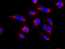 Anti-TGN46 antibody produced in rabbit ~1 mg/mL, affinity isolated antibody, buffered aqueous solution