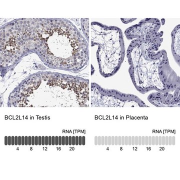 Anti-BCL2L14 antibody produced in rabbit Prestige Antibodies® Powered by Atlas Antibodies, affinity isolated antibody, buffered aqueous glycerol solution