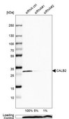 Anti-CALB2 antibody produced in rabbit Prestige Antibodies® Powered by Atlas Antibodies, affinity isolated antibody, buffered aqueous glycerol solution
