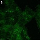 Anti-phospho-GSK3β Ser9 Antibody, clone 6K18 ZooMAb® Rabbit Monoclonal recombinant, expressed in HEK 293 cells