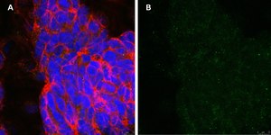 Anti-phospho-TrkB (Tyr816) Antibody, clone 2C21 ZooMAb® Rabbit Monoclonal recombinant, expressed in HEK 293 cells