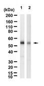 Anti-phospho Lyn (Tyr507) Antibody, clone 1I11 ZooMAb® Rabbit Monoclonal recombinant, expressed in HEK 293 cells