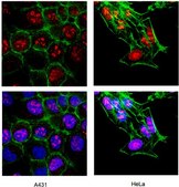 Anti-Ki-67 Antibody Chemicon®, from rabbit