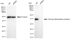 KD-Validated Anti Farnesyl diphosphate synthase Antibody, clone 23GB1395, Rabbit Monoclonal clone 23GB1395, recombinant rabbit monoclonal, expressed in HEK293 cells