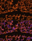 Anti-IL1B antibody produced in rabbit