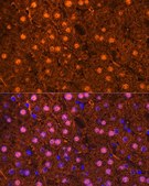 Anti-Arginase 1 (ARG1) antibody produced in rabbit