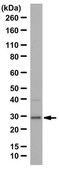 Anti-14-3-3 Antibody (pan) from rabbit, purified by affinity chromatography