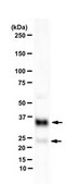 Anti-Lin-28B Antibody from rabbit, purified by affinity chromatography
