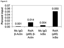 ChIPAb+ NFκB p65 (RelA) - ChIP Validated Antibody and Primer Set from mouse
