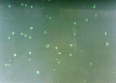 Annexin V-FITC 凋亡检测试剂盒