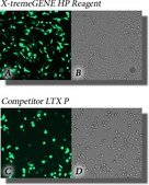 X-tremeGENE™ HP DNA Transfection Reagent High-performance polymer reagent for transfecting many cell lines