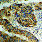 Anti-phospho-eNOS (pSer1176) antibody produced in rabbit affinity isolated antibody