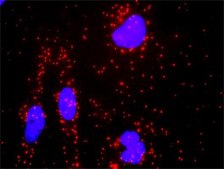 Monoclonal Anti-AR antibody produced in mouse clone 1G3, purified immunoglobulin, buffered aqueous solution