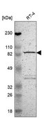 Anti-MAD1L1 antibody produced in rabbit Prestige Antibodies® Powered by Atlas Antibodies, affinity isolated antibody, buffered aqueous glycerol solution