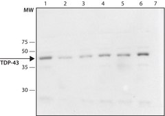 Anti-TDP-43 antibody produced in rabbit ~1.5 mg/mL, affinity isolated antibody, buffered aqueous solution