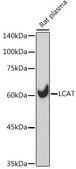 Anti-LCAT Antibody, clone 9C2U3, Rabbit Monoclonal