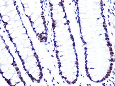 Anti-ASH2L antibody produced in rabbit
