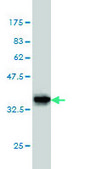 Monoclonal Anti-TRIB3 antibody produced in mouse clone 1H2, purified immunoglobulin, buffered aqueous solution