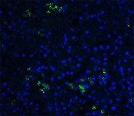 Anti-BAFF antibody produced in rabbit affinity isolated antibody, buffered aqueous solution