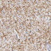 Anti-PLP1 antibody produced in rabbit Prestige Antibodies® Powered by Atlas Antibodies, affinity isolated antibody, buffered aqueous glycerol solution