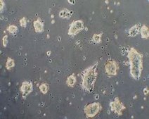 RESGRO Culture Medium, 250ml The RESGRO Culture Medium is a specialty media that can be utilized to complement traditional murine Embryonic Stem (ES) cell culture media containing ESGRO murine LIF medium supplement.