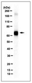 Anti-Keap1 Antibody, clone 144 clone 144, from rat