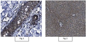 Anti-Prohibitin-2/PHB2 Antibody, clone 7F8E3 clone 7F8E3, from rat